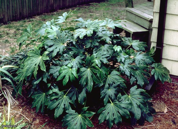 Japon Fatsia