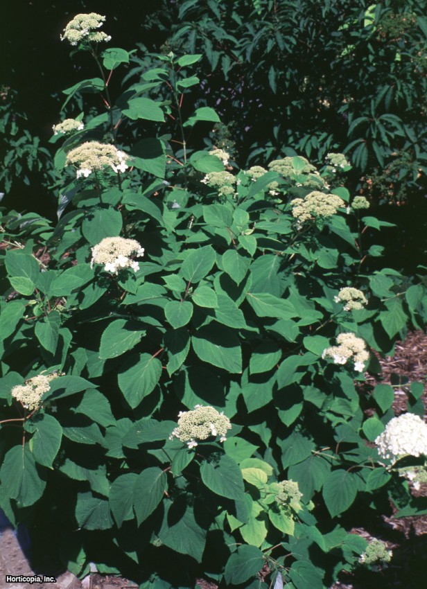 Gümüş Yapraklı Ortanca