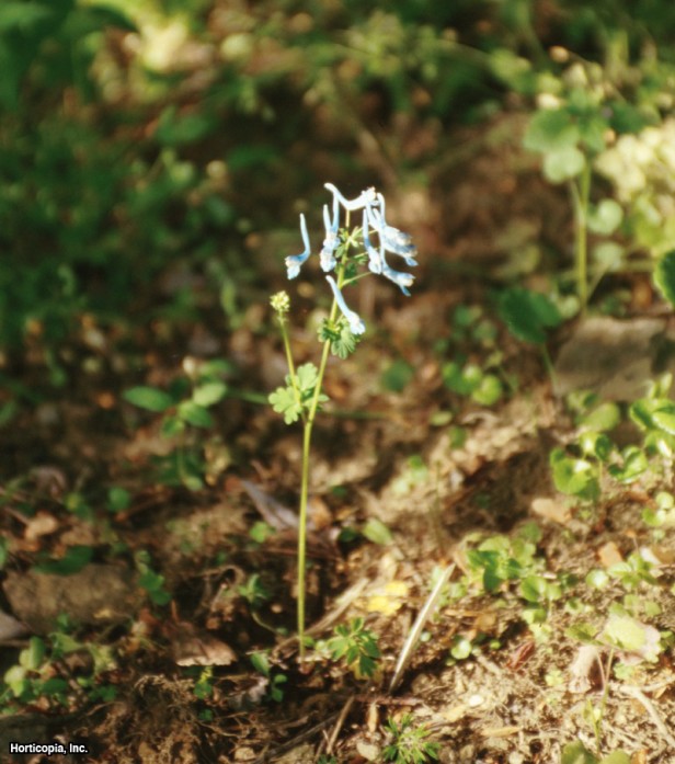 Mavi Corydalis