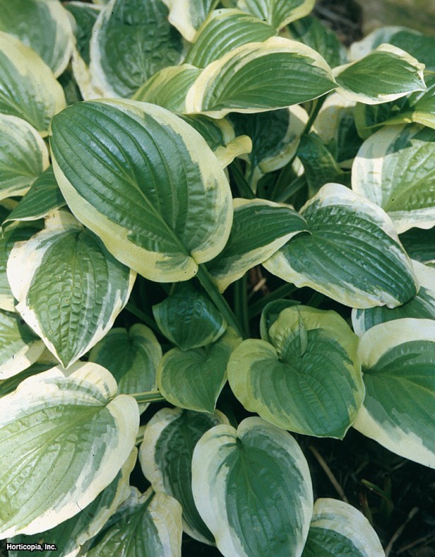 Hosta