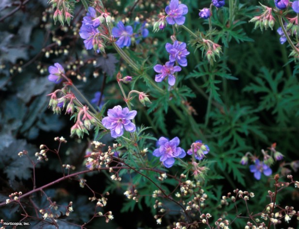 çayır turna gagası