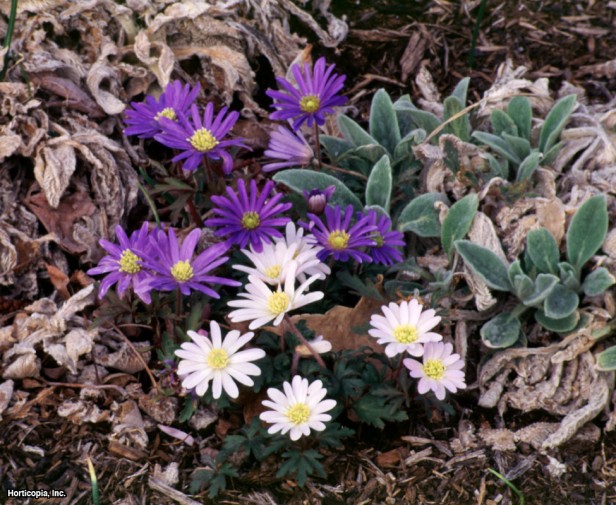 Yunan Rüzgar Çiçeği