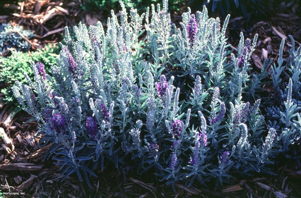 gümüş hız kuyusu