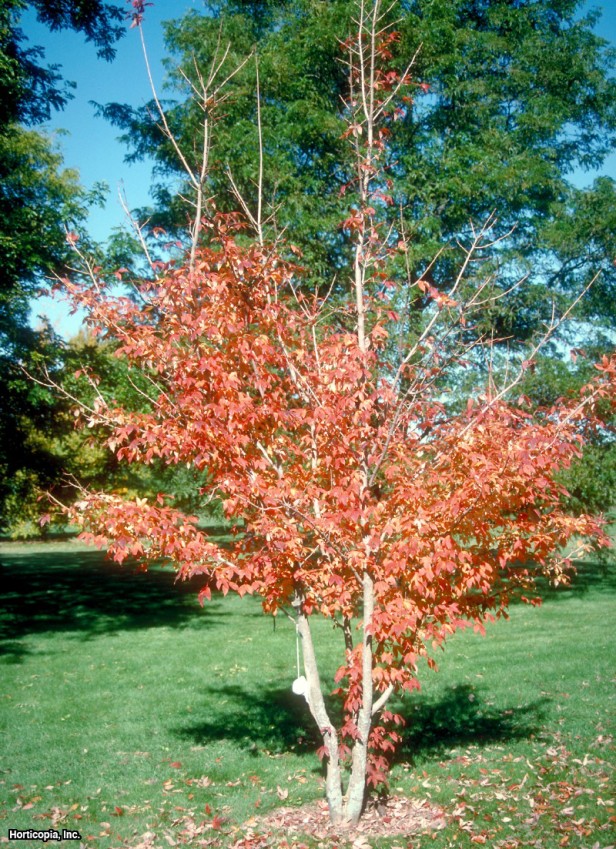 Mançurya Akçaağacı