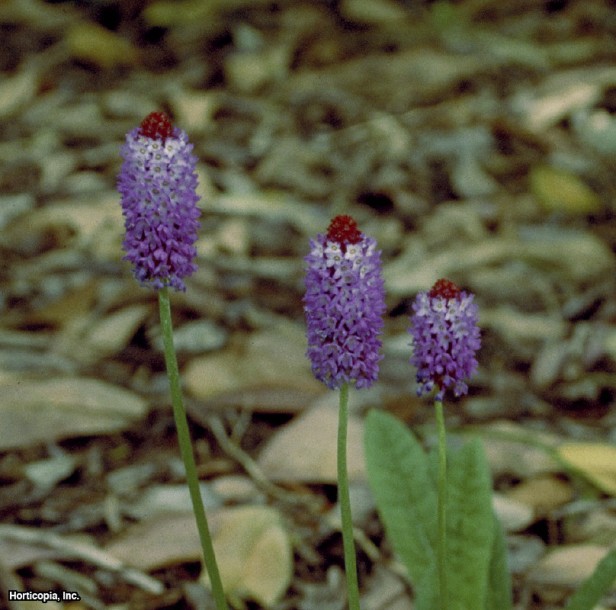 orkide Çuha çiçeği