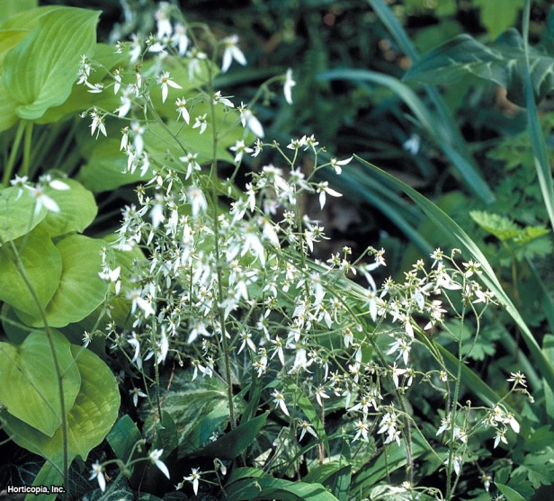 Taş kıran çiçeği