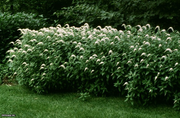 Gooseneck Loosestrife