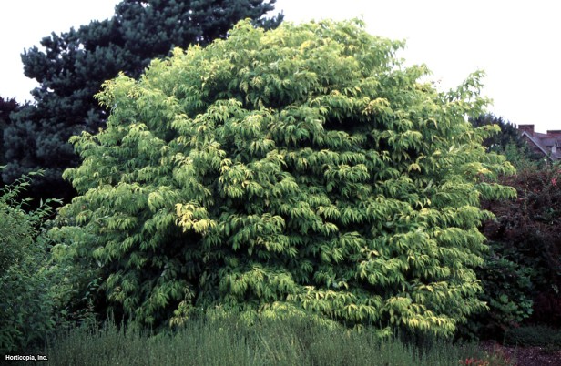 Avrupa Kırmızı Mürver