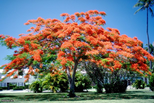 Kraliyet Poinciana