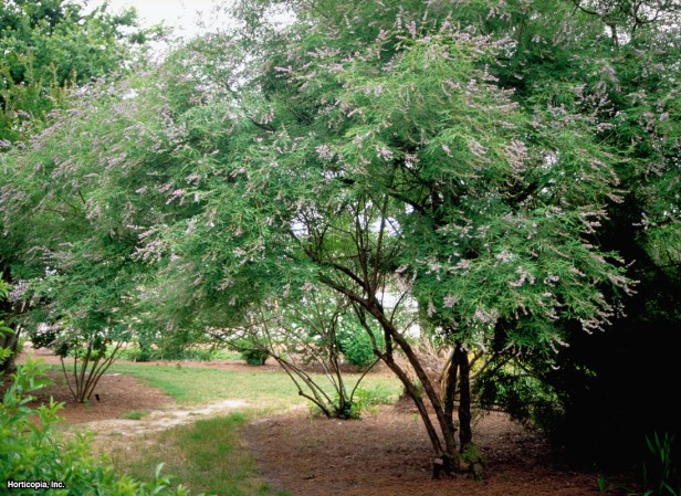 Kesilmiş Yapraklı Chastetree
