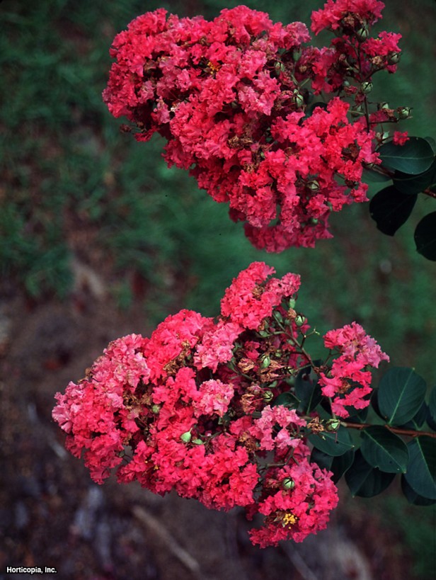 Crapemyrtle