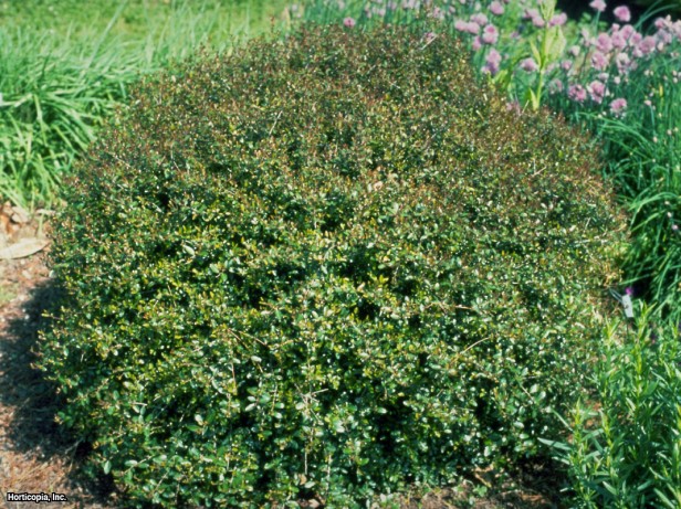 Yaupon Holly