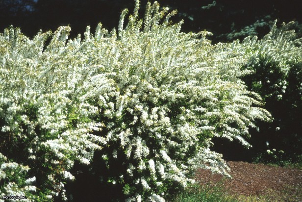 Thunberg Spirea
