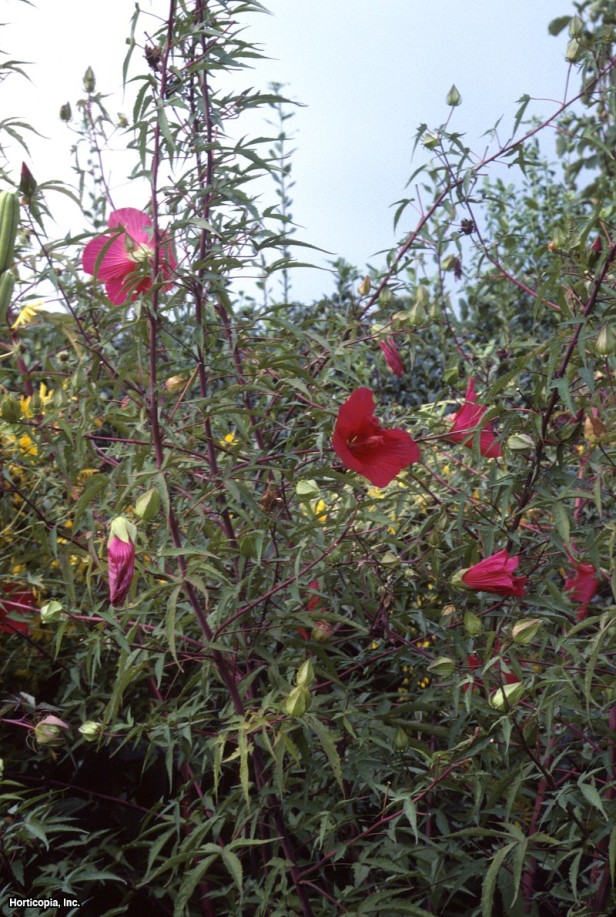 Bataklık Ebegümeci