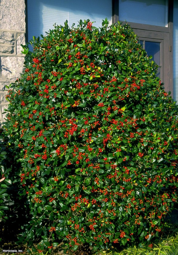 Çinli çobanpüskülü