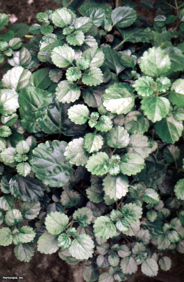 İsveç Sarmaşığı