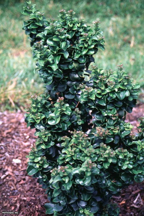 mum yaprağı kurtbağrı