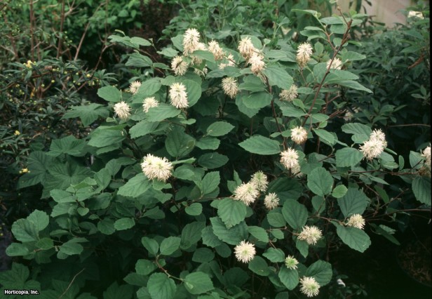 Büyük Fothergilla