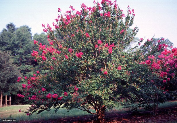 Crapemyrtle