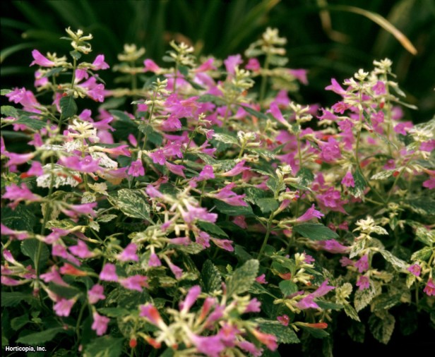 Büyük Çiçekli Calamint