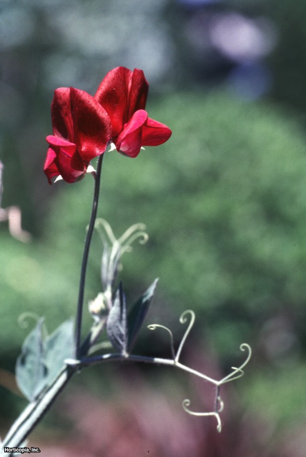 çok yıllık bezelye