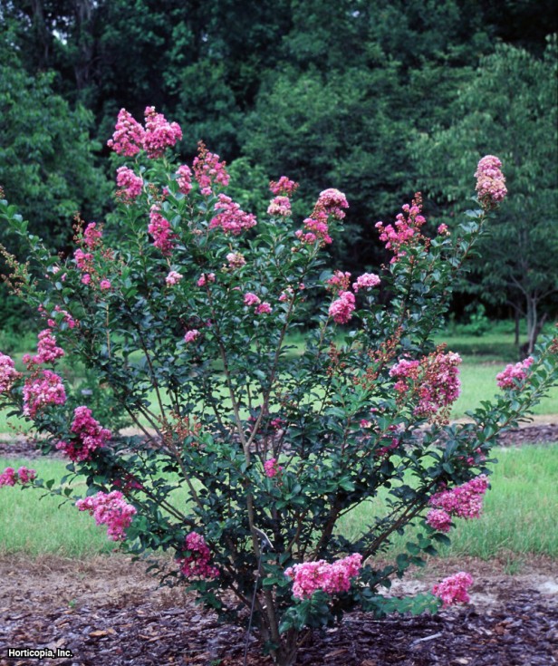 Crapemyrtle