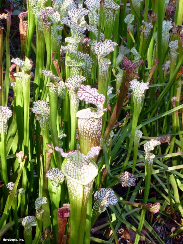 Beyaz Top Sürahi Tesisi