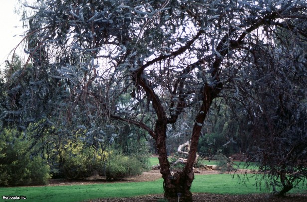 Gümüş Yapraklı Dağ Okaliptüsü