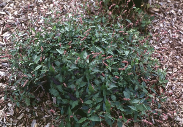 Pensilvanya Akıllı Otu