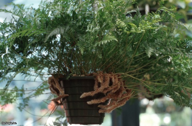 Tavşan Ayağı Eğreltiotu