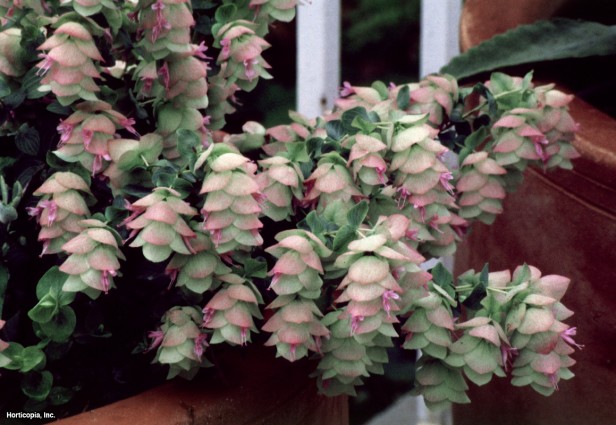 Yuvarlak Yapraklı Kekik