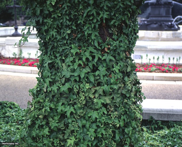 İngiliz Sarmaşığı