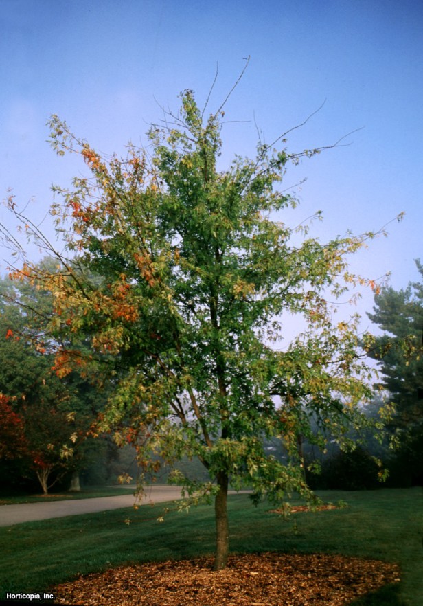 Gümüş Akçaağaç