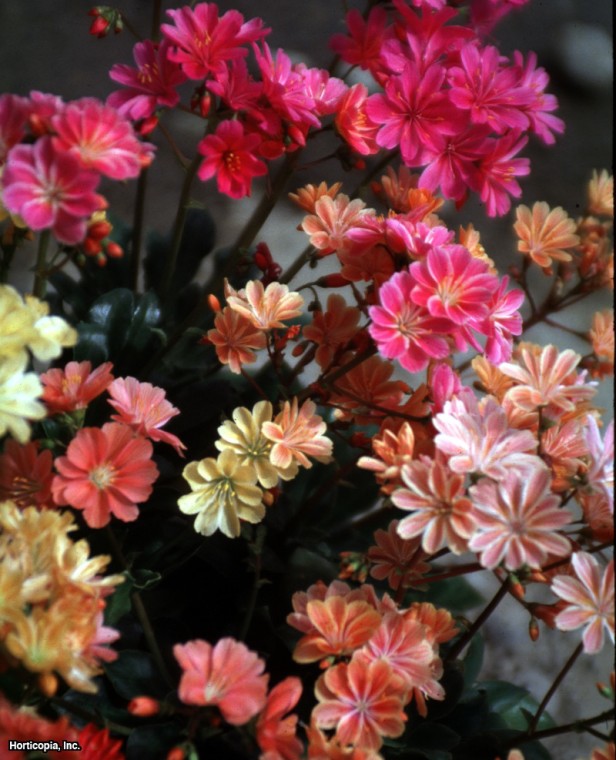 Lewisia