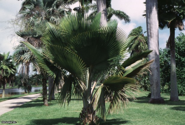 Bailey Copernicia Palmiye