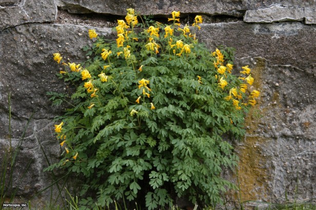 Sarı Corydalis