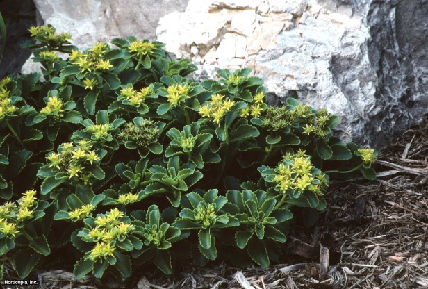 Kamschataka Stonecrop
