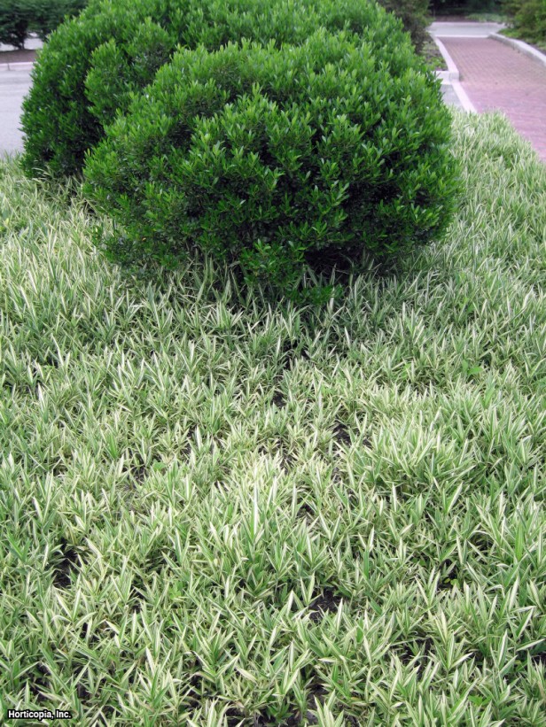 Cüce Beyaz Çizgili Bambu