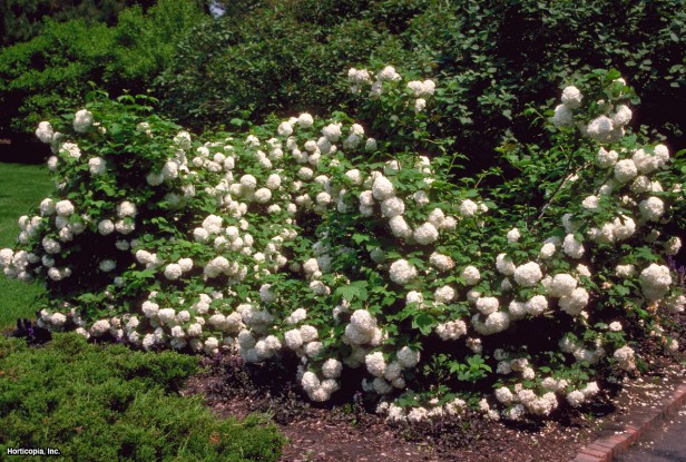 Avrupa Kızılcık Kartopu