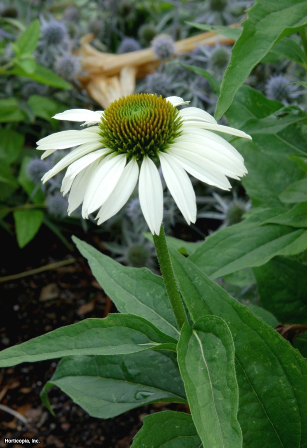 Mor Coneflower