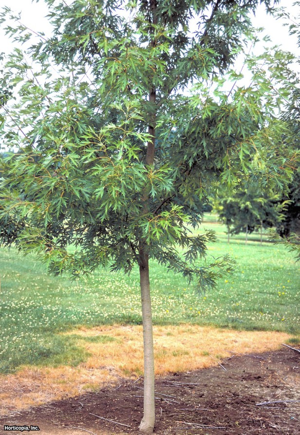 Gümüş Akçaağaç