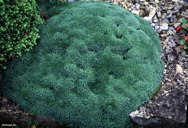 Taş kıran çiçeği