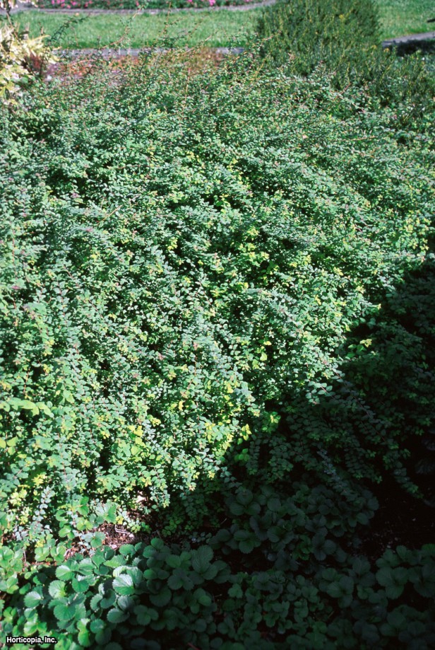 Şenault Mercan Üzümü