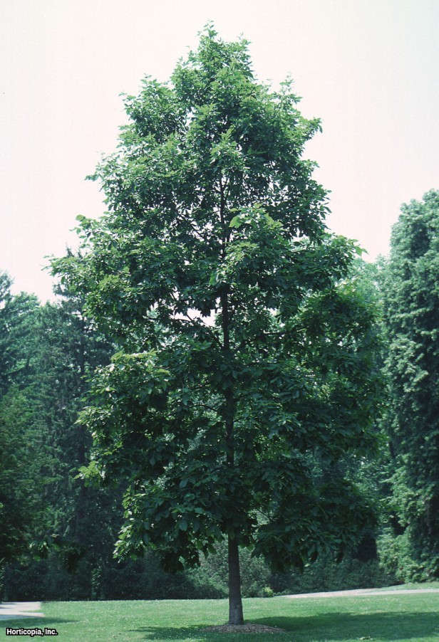 Shagbark Hickory