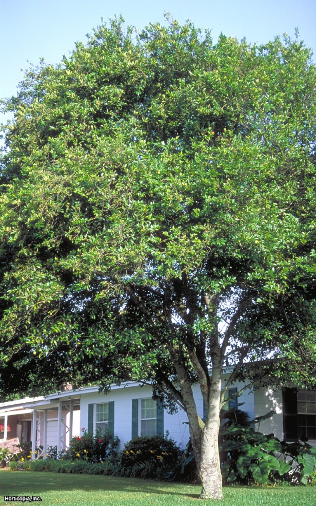 Carolina Defne Kirazı