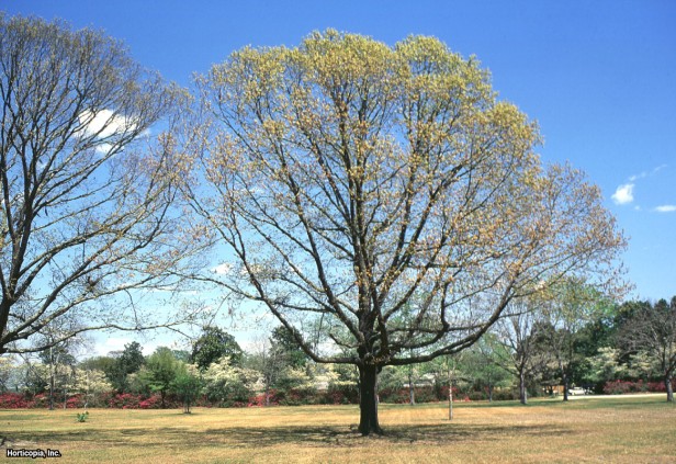 Kiraz Kabuğu Kırmızı Meşe