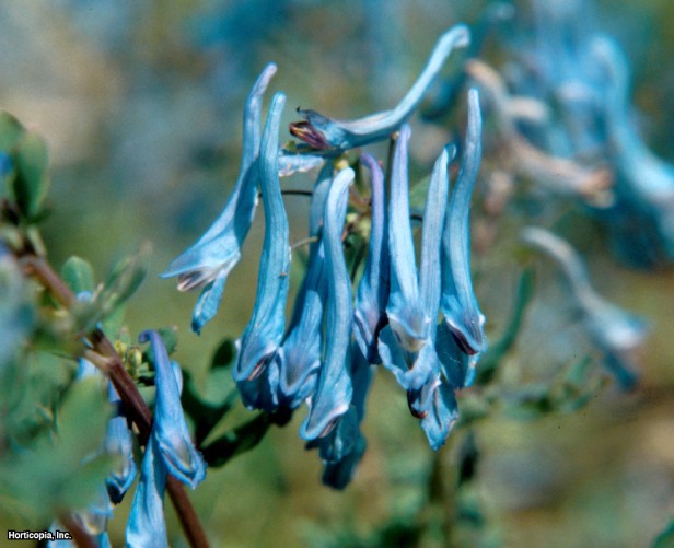 Mavi Corydalis