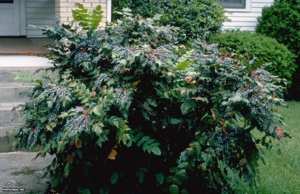 Deri Yapraklı Mahonia
