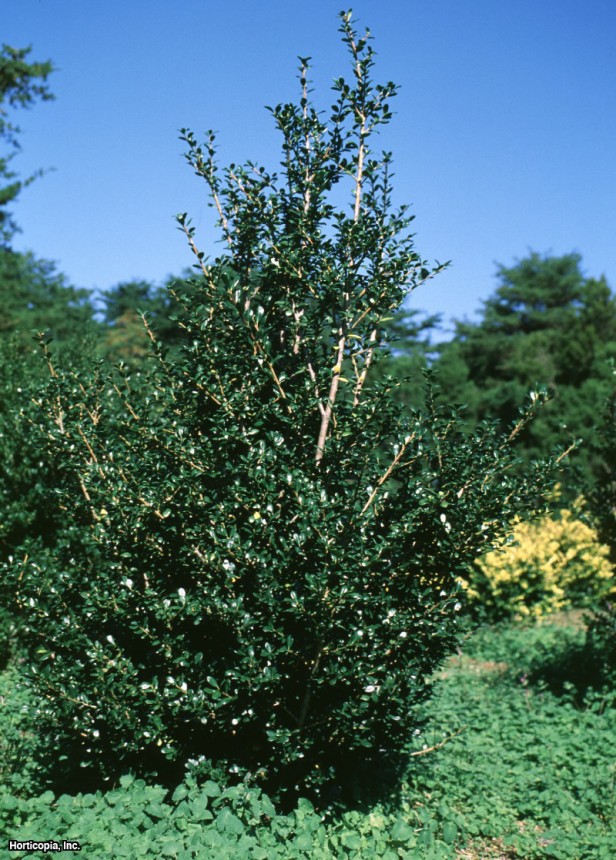 Japon çobanpüskülü