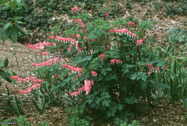 Yaygın Kanayan Kalp